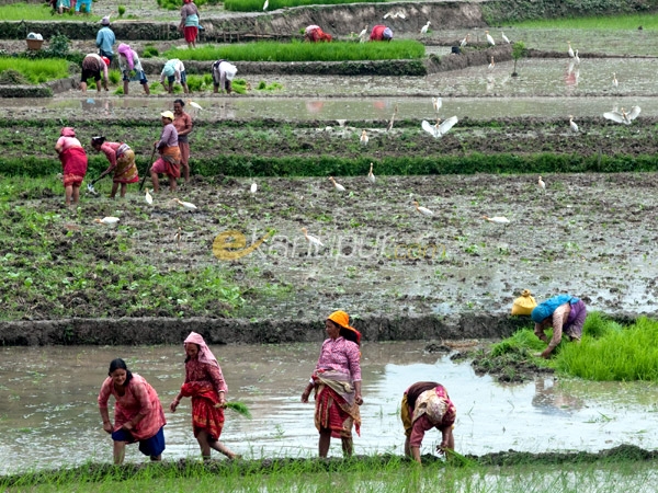 Planting Rice